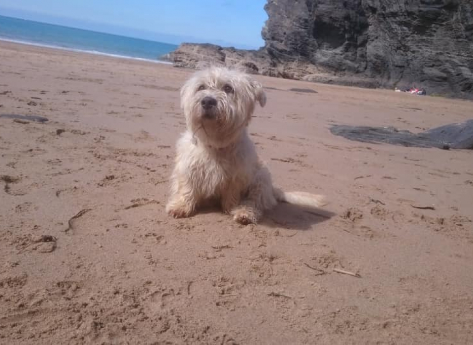 Wheaten Glen on the beach at the seaside