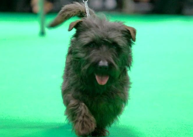 Blue Brindle Glen in the Show ring