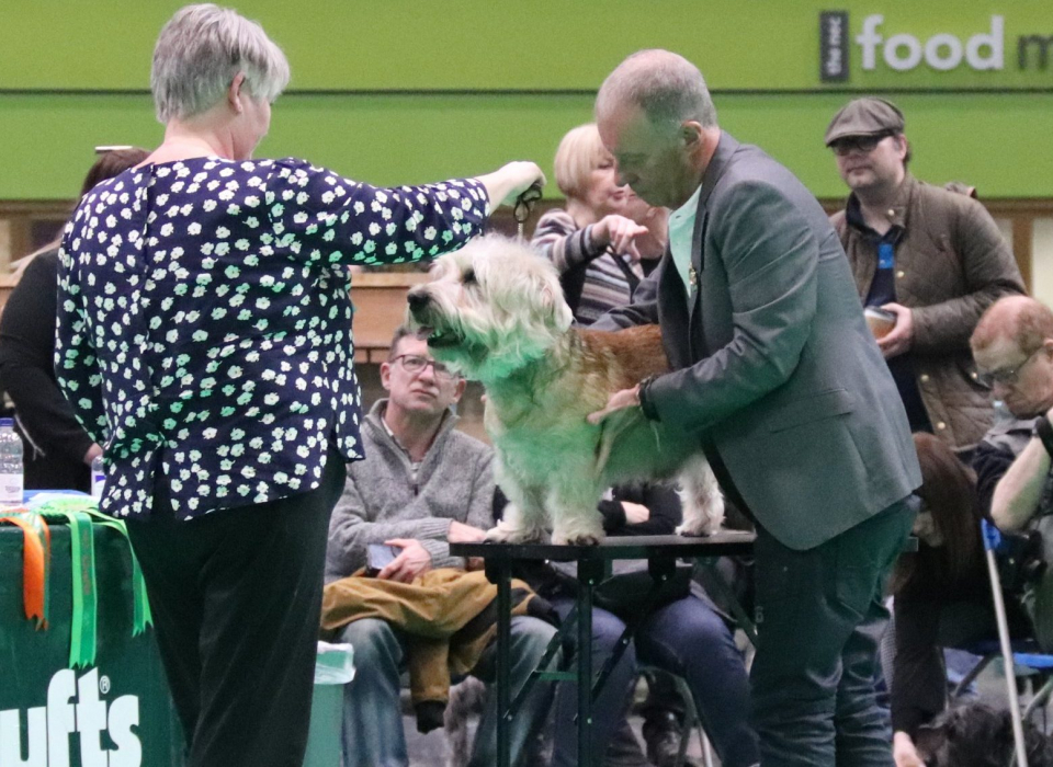 Wheaten Glen on the Show Table